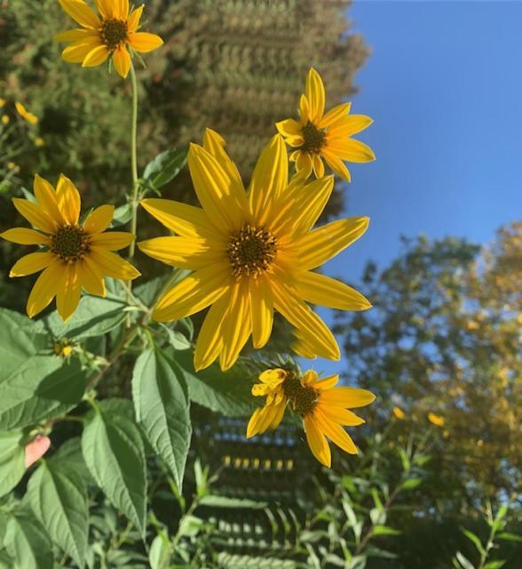 F&B'S Garden 10 Min Disneyland Paris Montry ภายนอก รูปภาพ
